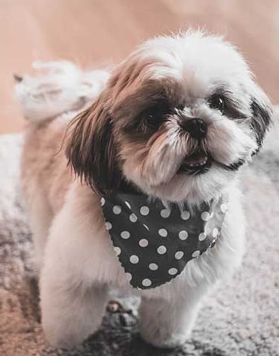Bandanas