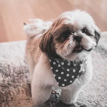 Bandanas